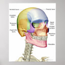 Buscar cuello humano posters Del trabajo