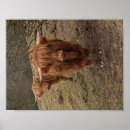 Buscar escocia posters Vaca
