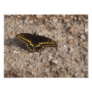 Buscar mariposas negras posters General y unisex