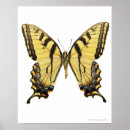 Buscar mariposa linda posters Femenino