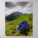 Buscar torpe posters Para todos