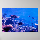 Buscar buceador posters Naturaleza