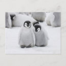 Buscar pingüinos postales pingüino emperador