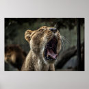 Buscar leones posters Naturaleza