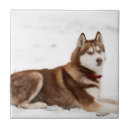 Buscar husky siberiano azulejos Ojos azules