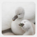 Buscar cisne mudo pegatinas Blanco