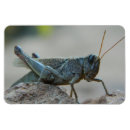 Buscar grasshopper imanes 4 º bicho