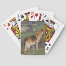 Buscar shephard Alsatian