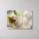 Buscar tallo lienzos Planta