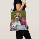 Buscar beagles fotografía Cachorro