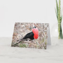 Buscar las islas galápagos tarjetas Fragata