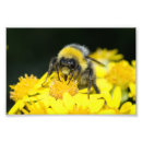 Buscar flora y fauna posters Insecto