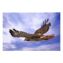 Buscar halcón atado rojo posters Foto