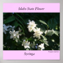 Buscar syringa Primavera