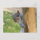 Buscar tiburón lindo postales General y unisex