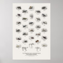 Buscar pieles posters Para todos