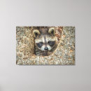 Buscar mapache lienzos Vida silvestre