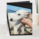 Buscar greyhound tarjetas Capilla
