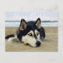 Buscar perro casero tarjetas Husky siberiano