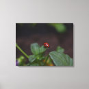Buscar ladybug arte Ladybird