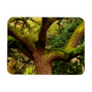 Buscar helecho de árbol imanes Musgo