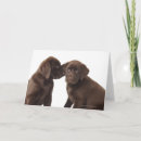 Buscar chocolate labrador tarjetas Animal