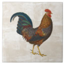 Buscar del gallo azulejos Animales