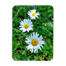 Buscar bueyes imanes Flor