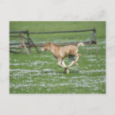 Buscar caballo joven postales Vida silvestre