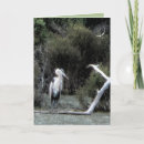 Buscar garza de gran azul tarjetas Grande