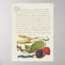Buscar bayas posters 8 º fruta