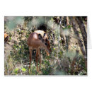 Buscar impala Naturaleza