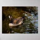 Buscar vida real posters Naturaleza