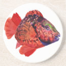 Buscar pez papagayo Pescados
