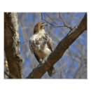 Buscar halcones posters Avaricia