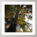 Buscar natur posters Forest