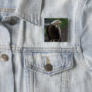 Buscar águilas chapas Fauna