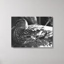 Buscar pájaro blanco y negro lienzos Vida silvestre