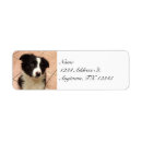 Buscar collie perritos Para todos