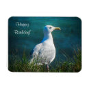 Buscar gaviotas imanes Vida silvestre