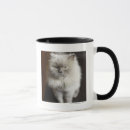 Buscar gatos himalayan Felino