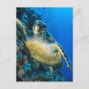 Buscar mar rojo postales Tortuga