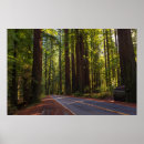 Buscar secoya posters Naturaleza