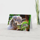 Buscar osos de koala tarjetas Marsupial