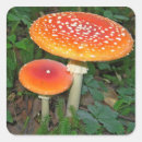 Buscar amanita pegatinas Mosca agaric