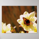 Buscar mariposas blancas posters Naturaleza
