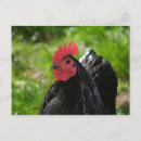 Buscar gallina negra postales Pájaro