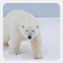 Buscar hielo cuadradas pegatinas Nieve
