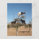 Buscar cabras divertidas postales Marruecos
