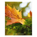 Buscar hoja de arce fotografía Naturaleza